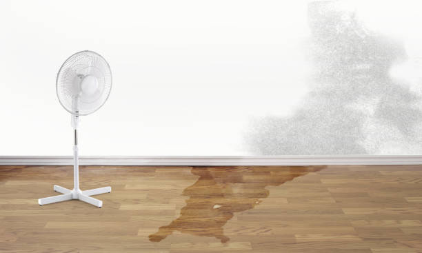Best Basement water damage restoration  in Cave Creek, AZ